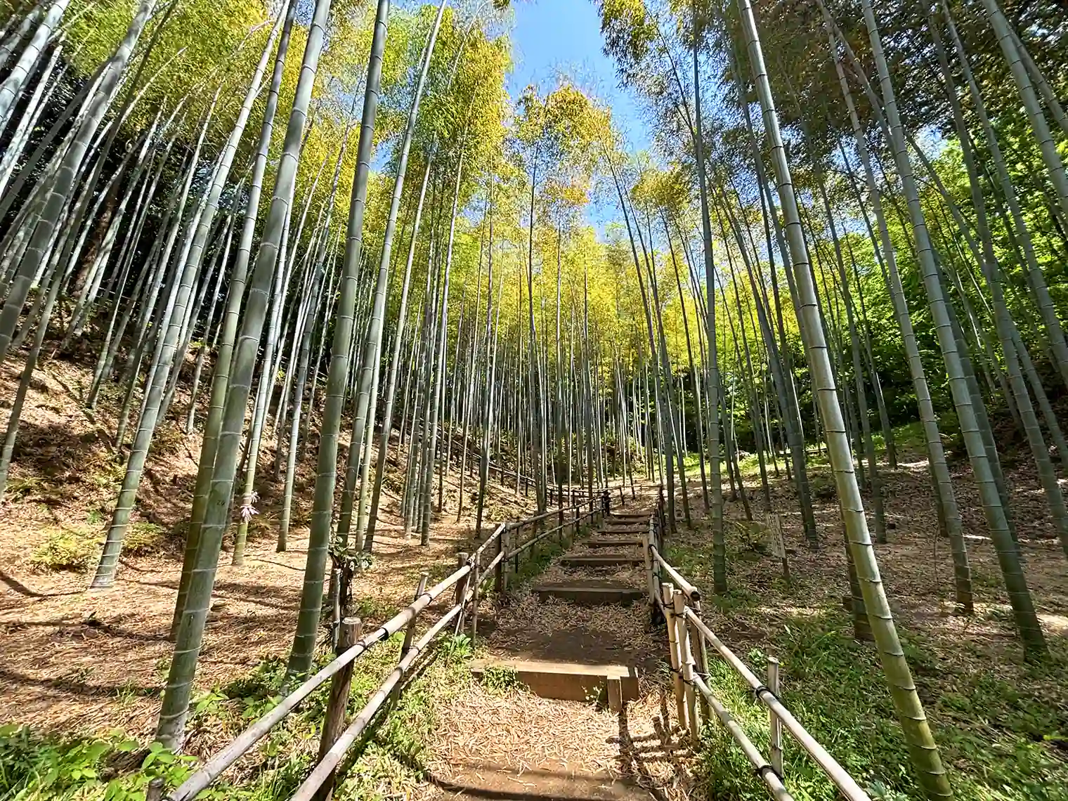 ばじょうじ谷戸