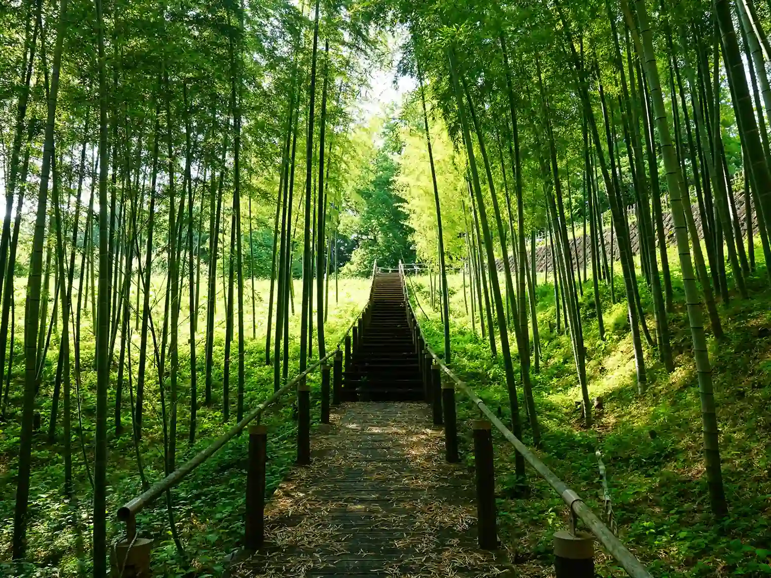 小田原辻村植物公園の竹林［PIXTA画像］