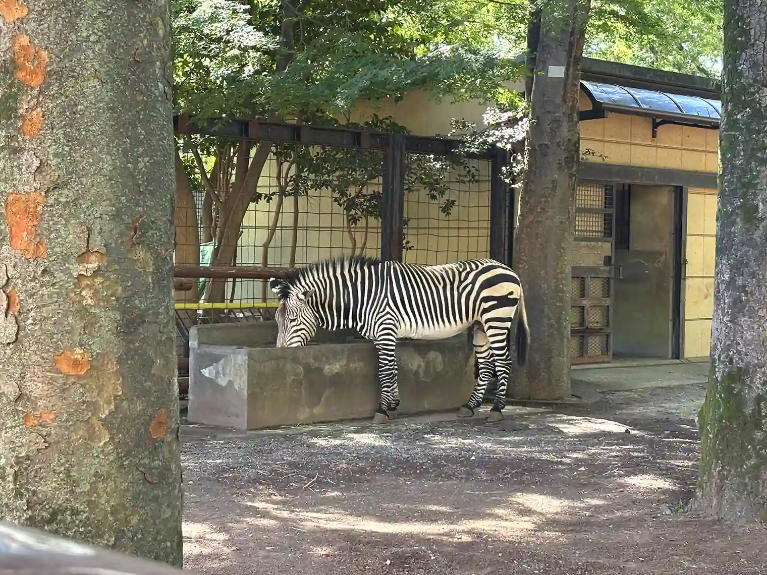 シマウマ
