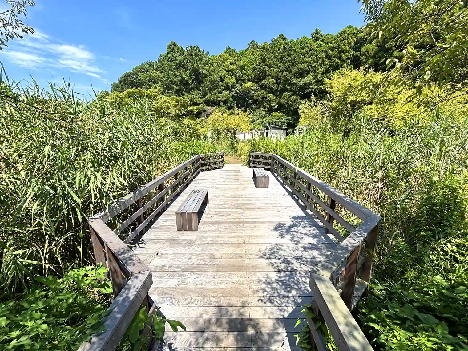 湿地の木製遊歩道