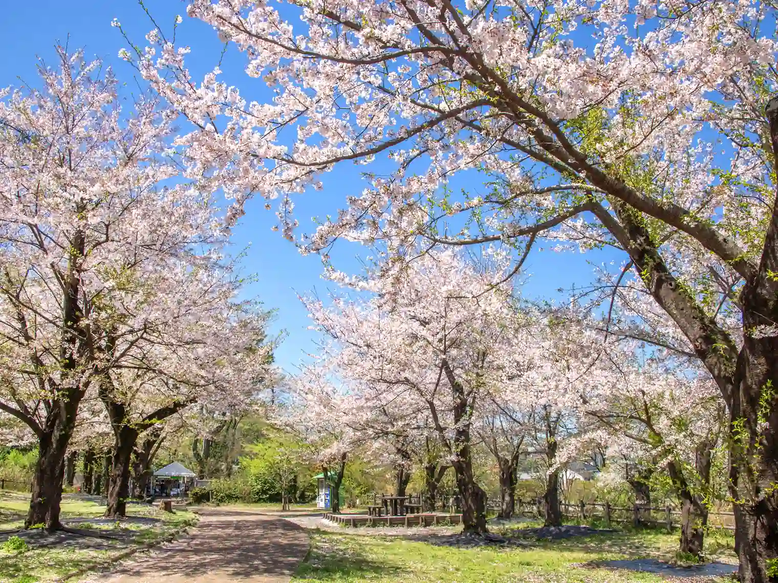べーべキュー広場の桜［PIXTA画像］