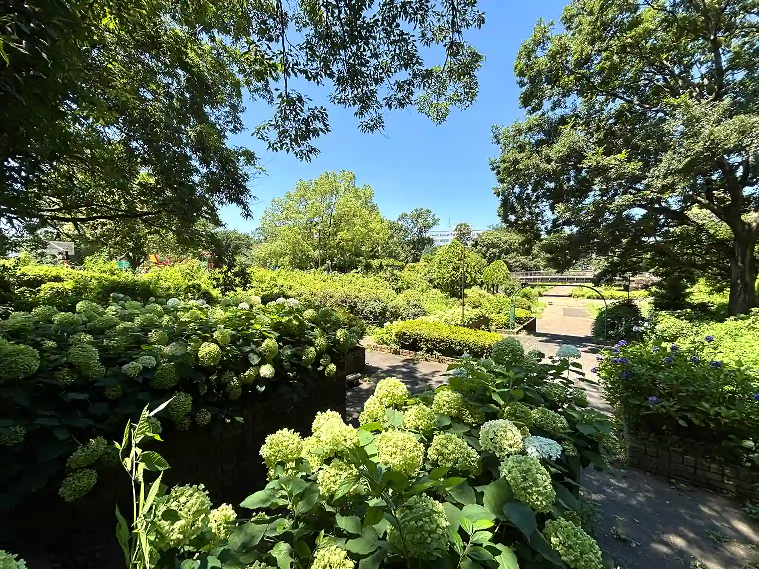 樹林広場