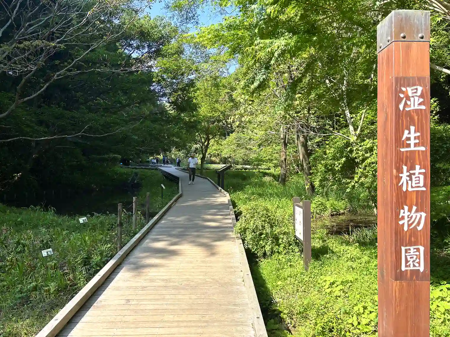 湿生植物園の木製遊歩道