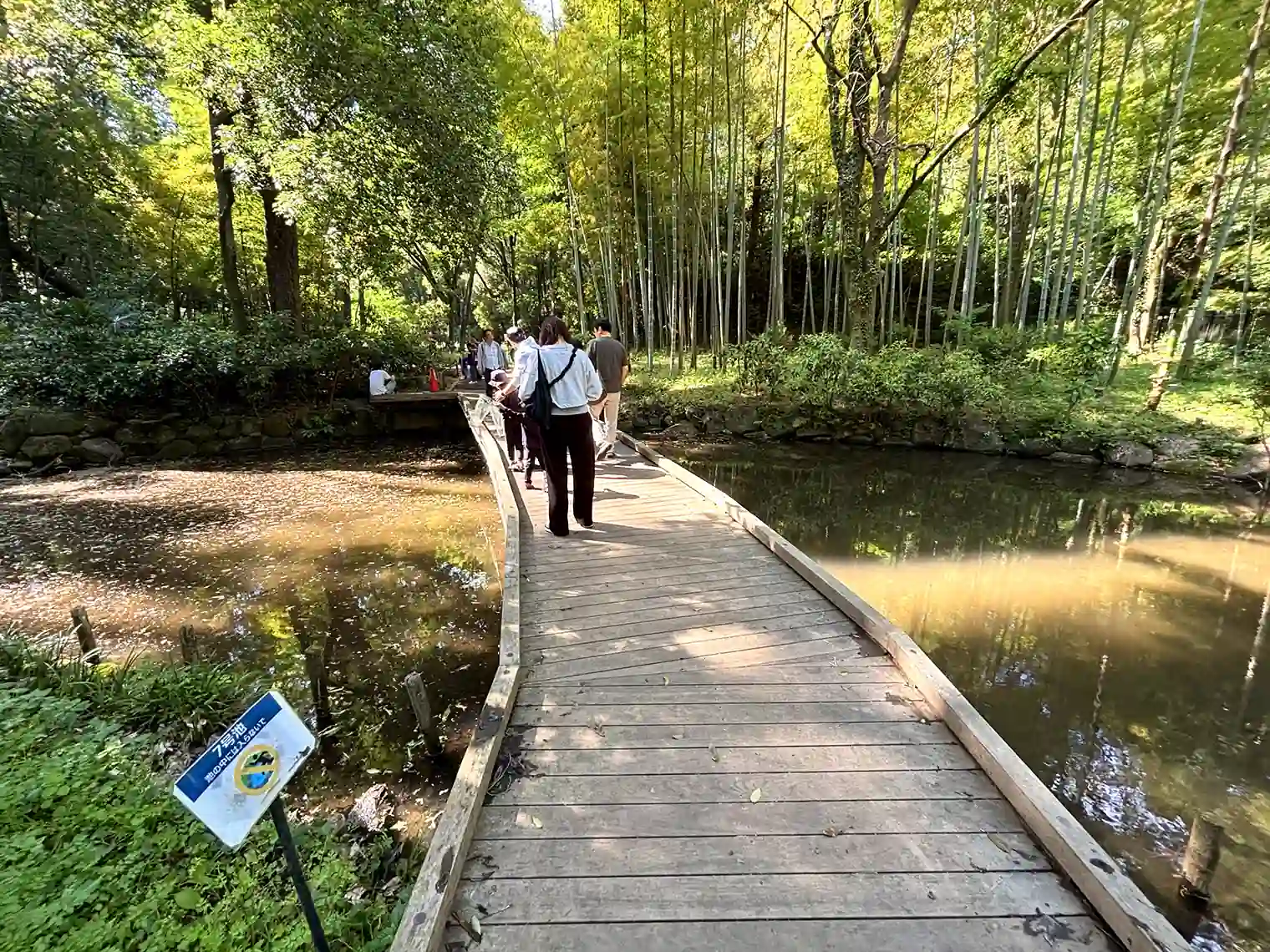 湿生植物園の木製遊歩道