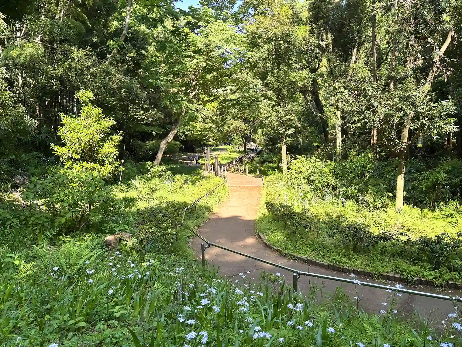 湿生植物園の遊歩道