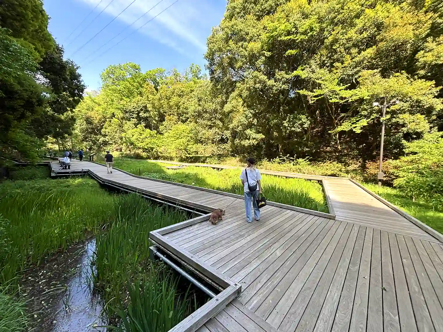 湿生植物園の木製遊歩道