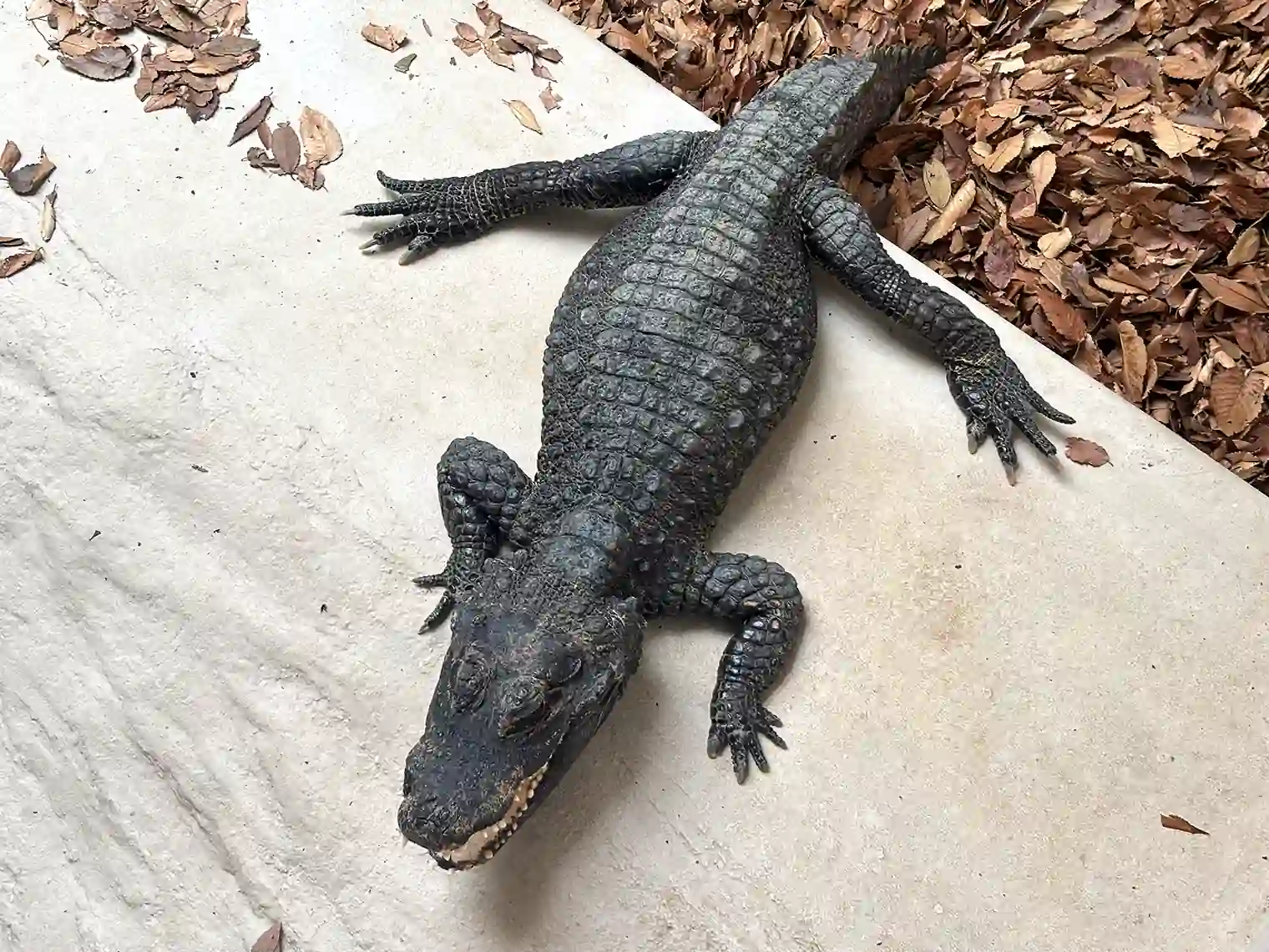 ワニ