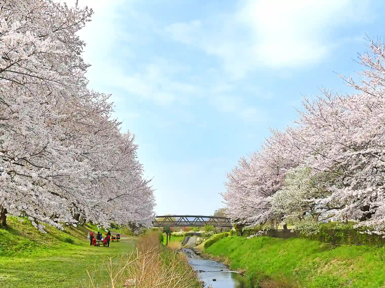 鳩川両側に咲く桜［PIXTA画像］