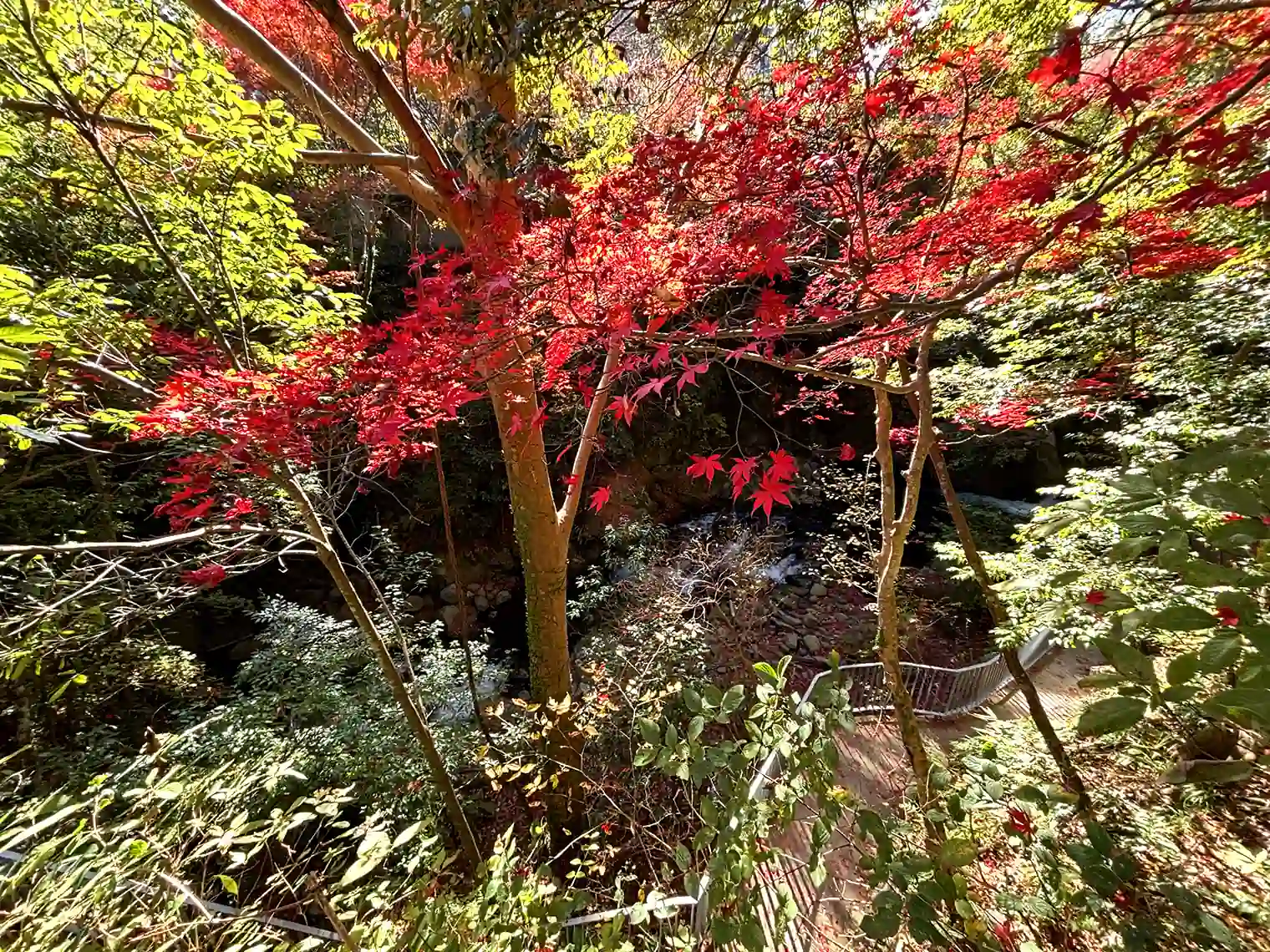 キレイな紅葉